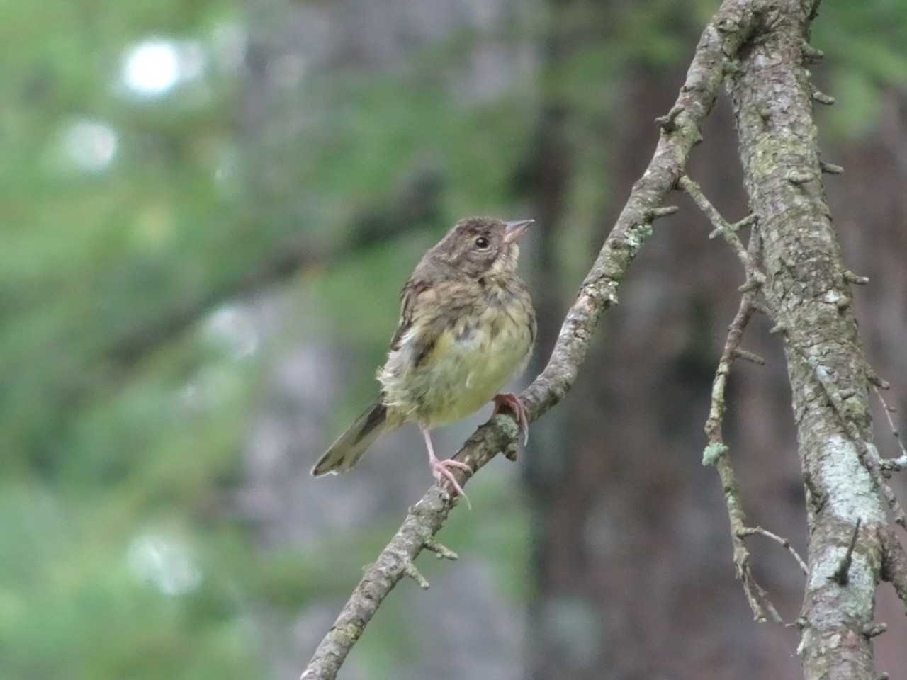 登山口からすぐにアオジの子