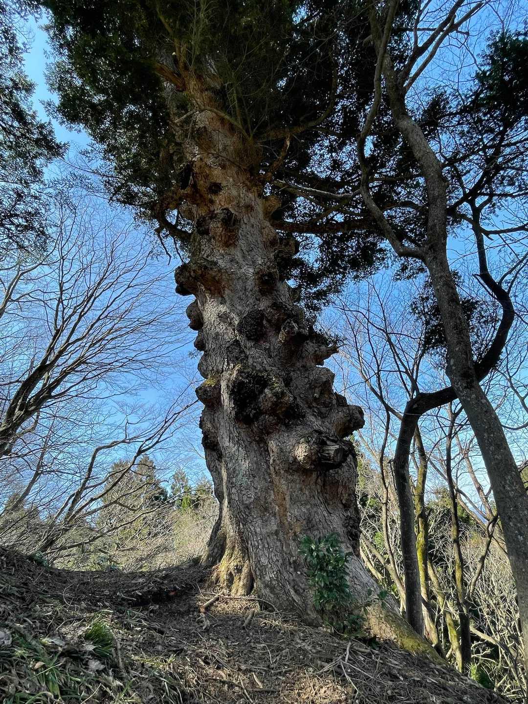 権現山 周回コースの写真