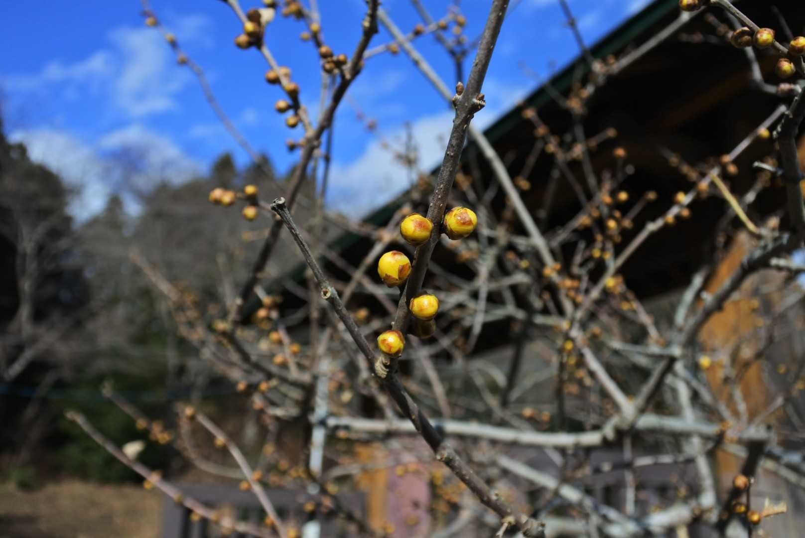 蝋梅もそろそろ咲きそうです
