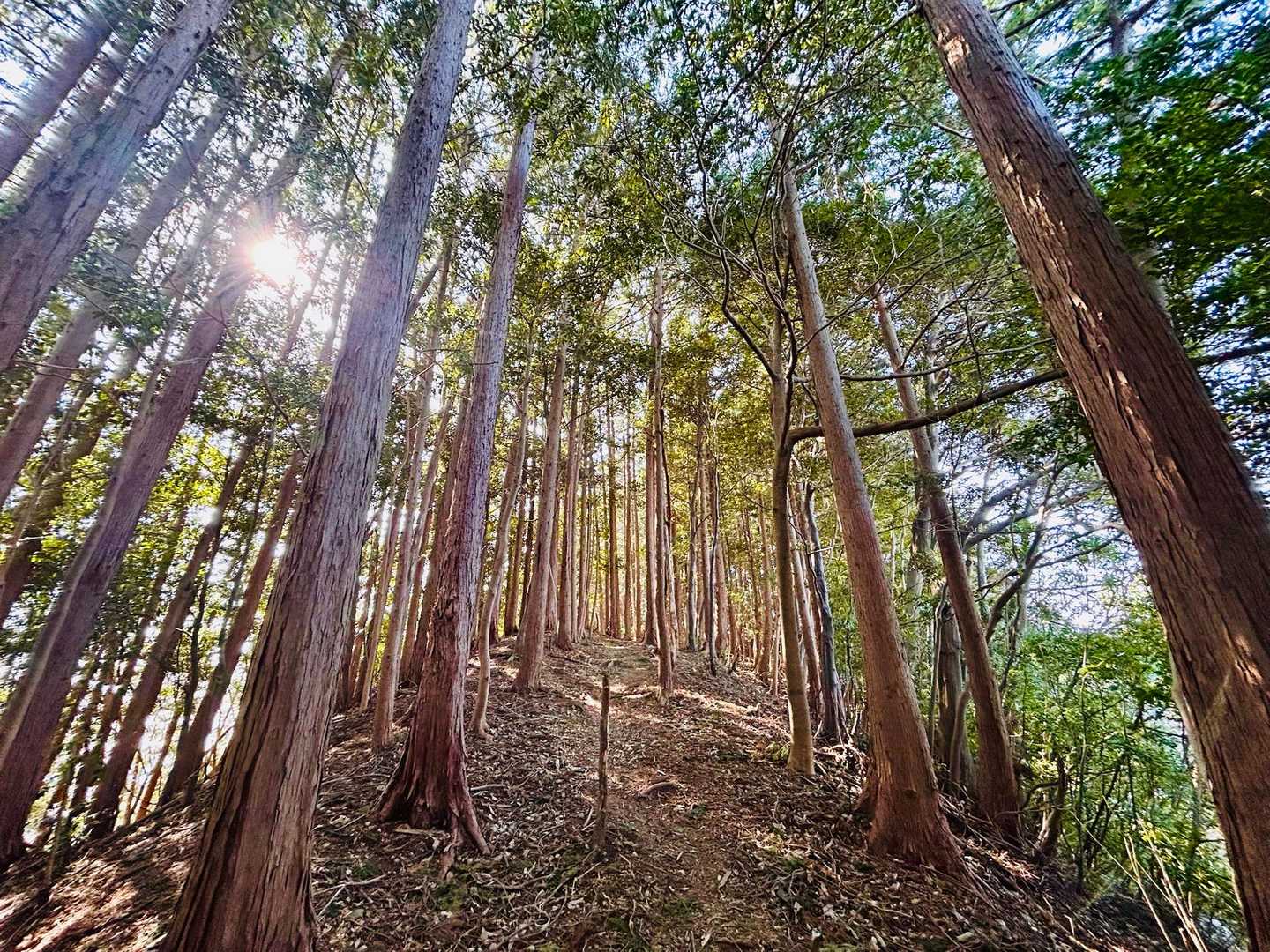 梶原山-帆掛山-柏尾峠 往復コースの写真