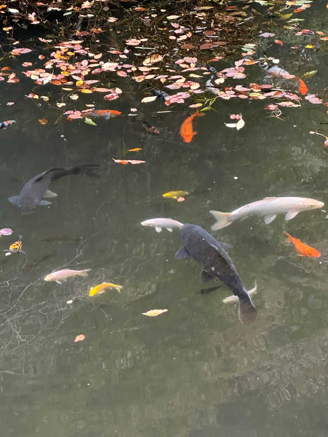 🐠