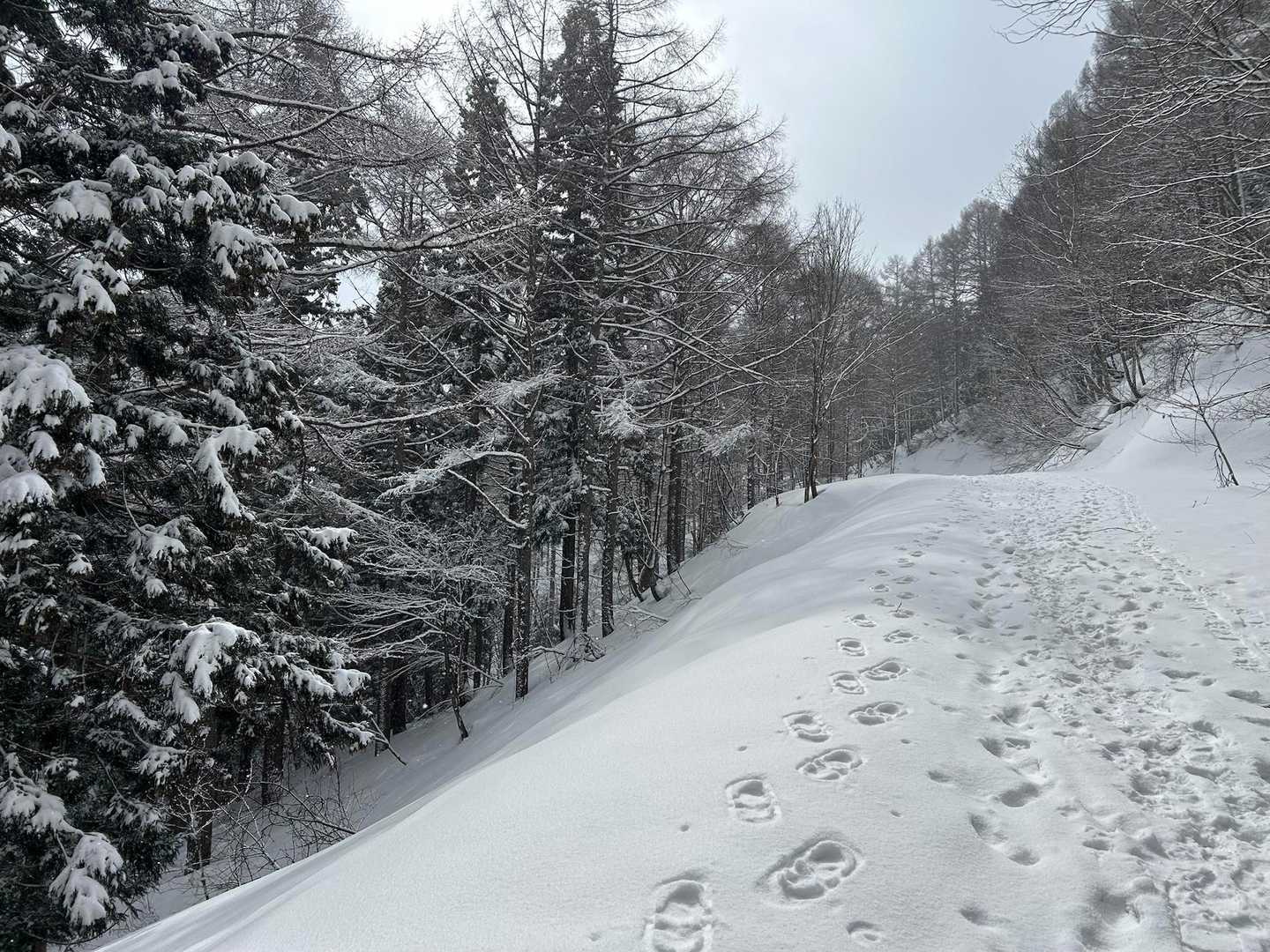 最初のうちは林道歩き