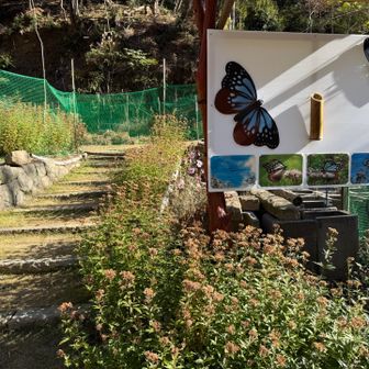 アサギマダラの飛来する「フジバカマ(藤袴)」の花畑。

花畑の花期が終わり、冬支度が済んでおりました。