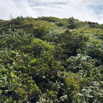 YAMAPの山頂△まで藪漕ぎして、三角点は諦めました。