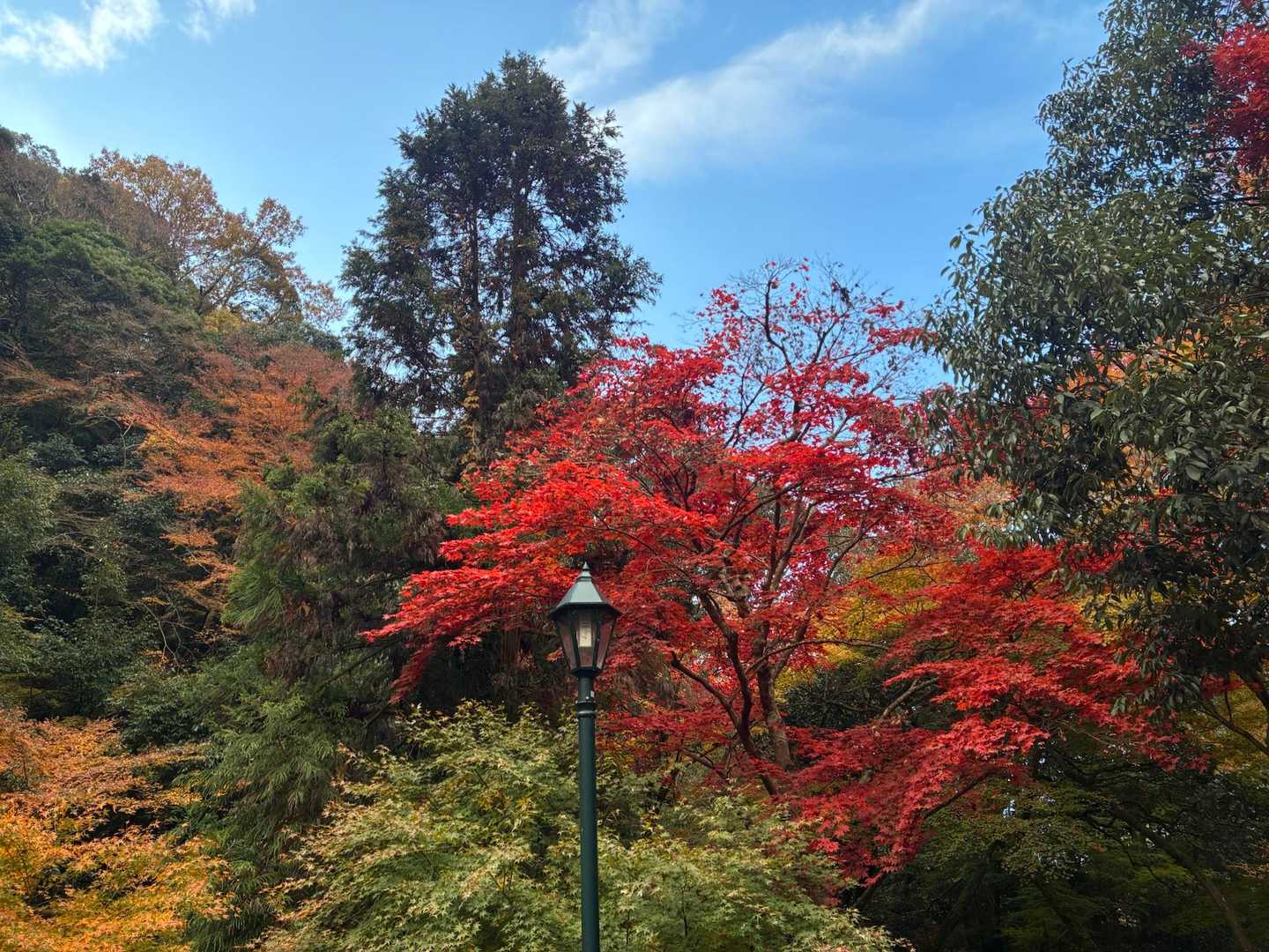 山のおもてなし｜箕面・東海自然歩道ハイキングの写真