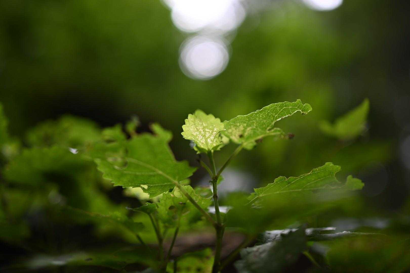 登山久しぶりすぎて色々忘れてる