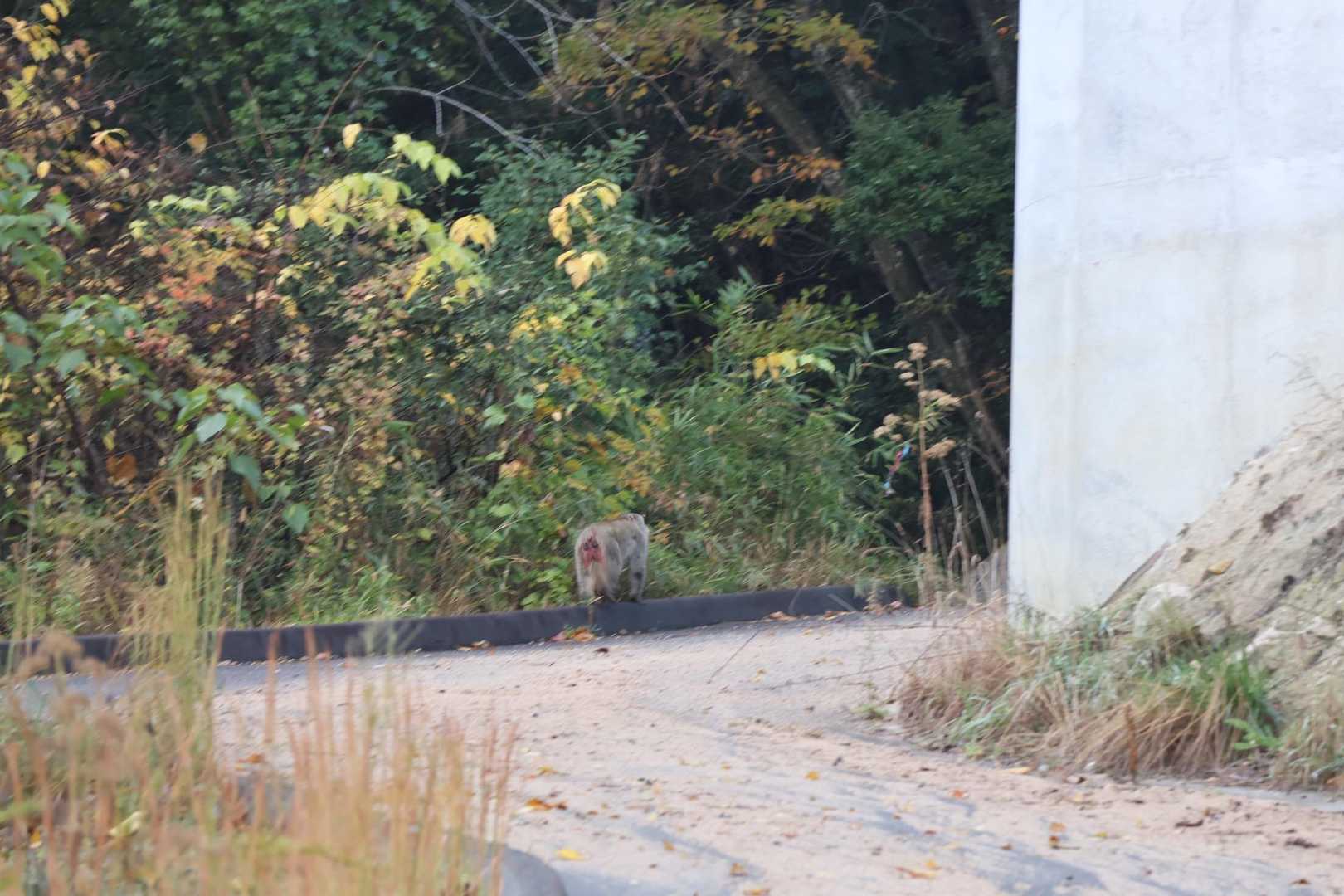キーキー声がする。
ボスザルおったよ🐒

この先、神原登山口辺り
10頭以上のさるちゃん軍団に遭遇した🐒🐒🐒

薄暗くて写真撮れなかったけど…
ソロだと怖かったろうな…😅