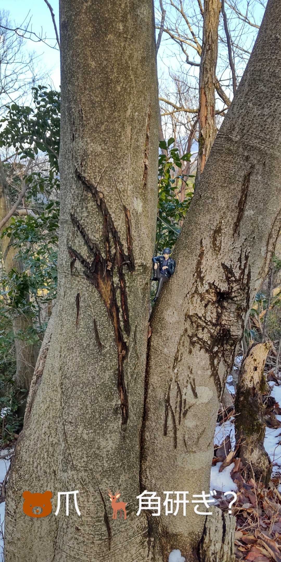 蛇ヶ岳 往復コースの写真