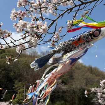 金太郎の鯉のぼり🎏