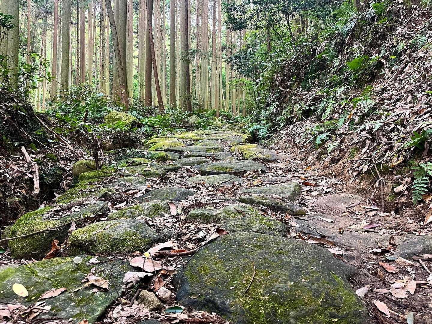 わぁ⸜(*ˊᗜˋ*)⸝いい感じの苔むした石の階段だぁ