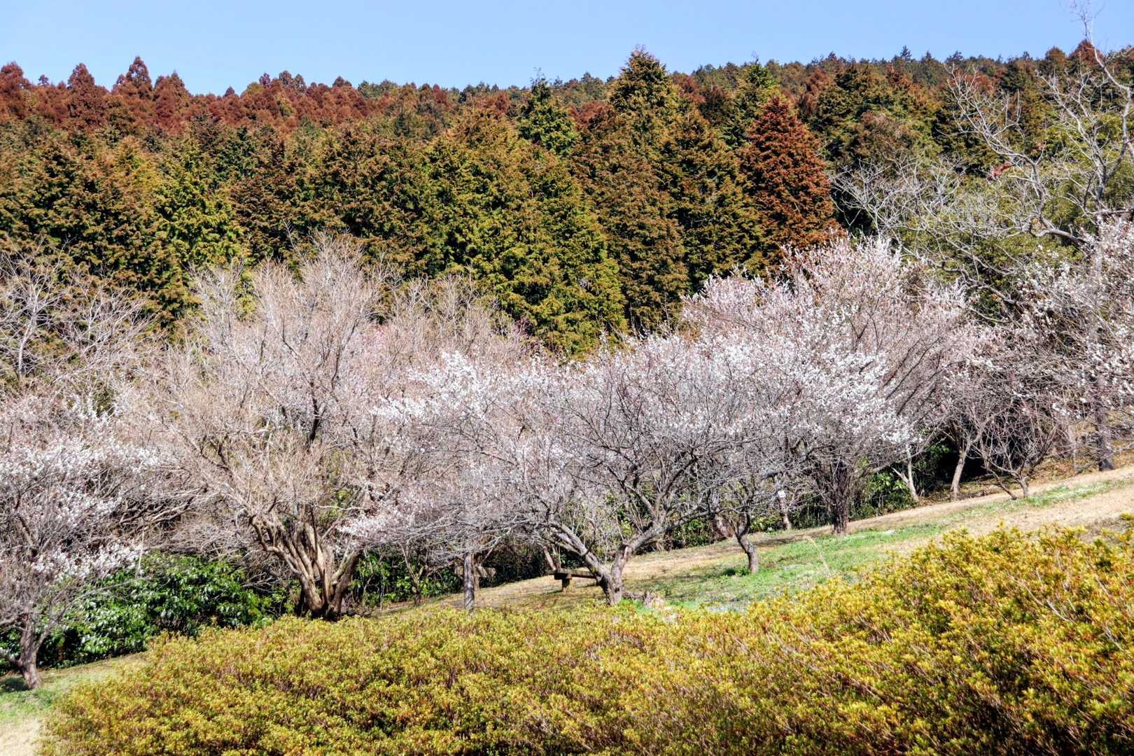 細い道を間違えたりしなが
ら駐車場へ着きました!梅が沢山