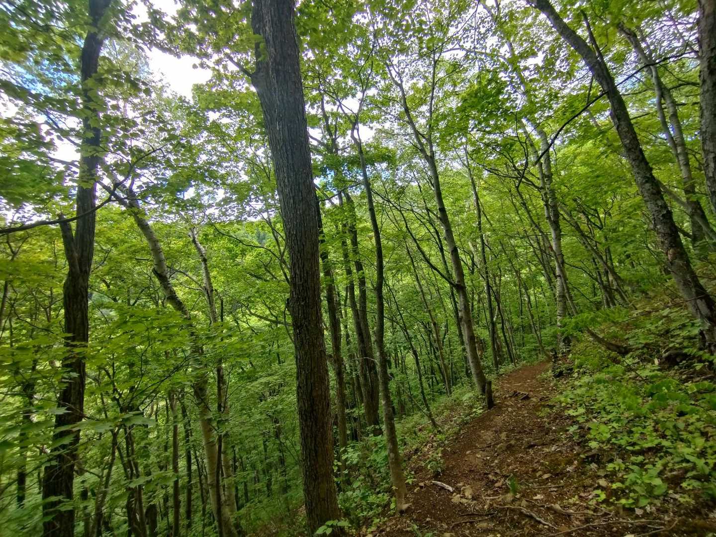気持ちのいい
登山道