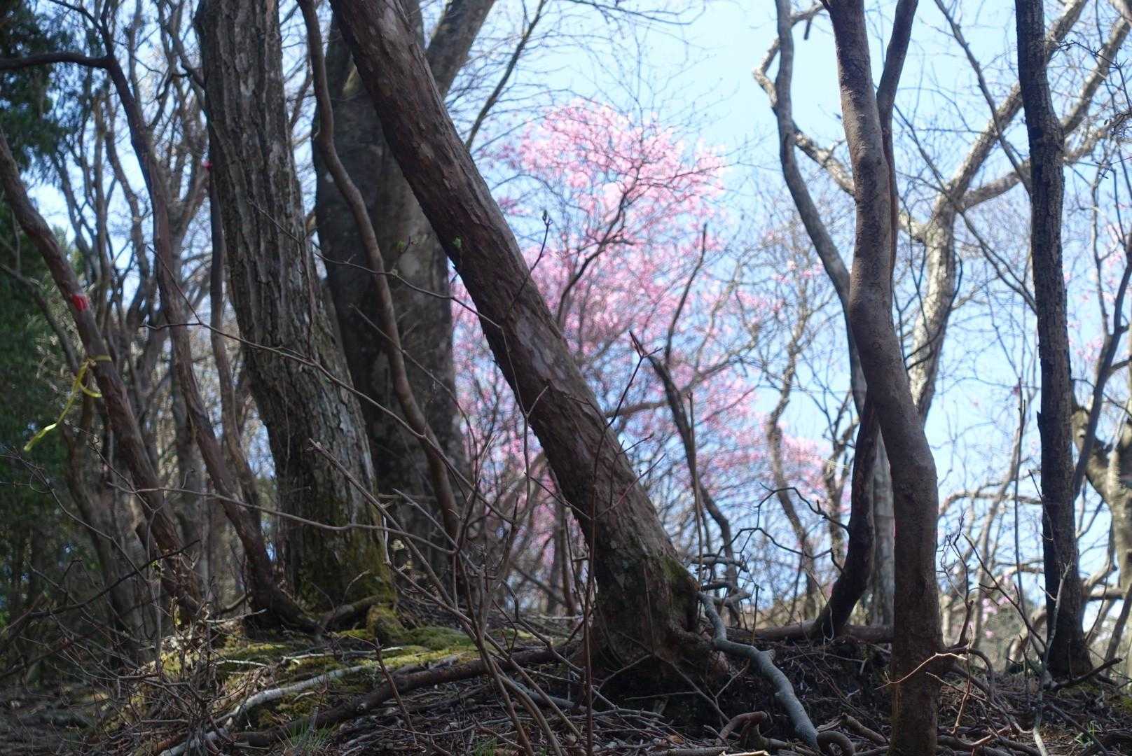 ようやくアカヤシオが出て来ました😍