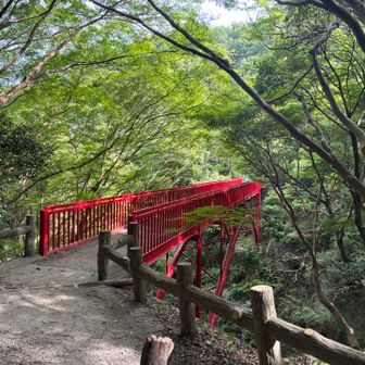 摂河泉ルートで登ります。今日はメマトイが非常に多くて不快…ただ生駒はアブがそんなに飛んでいないのでまだ助かる。