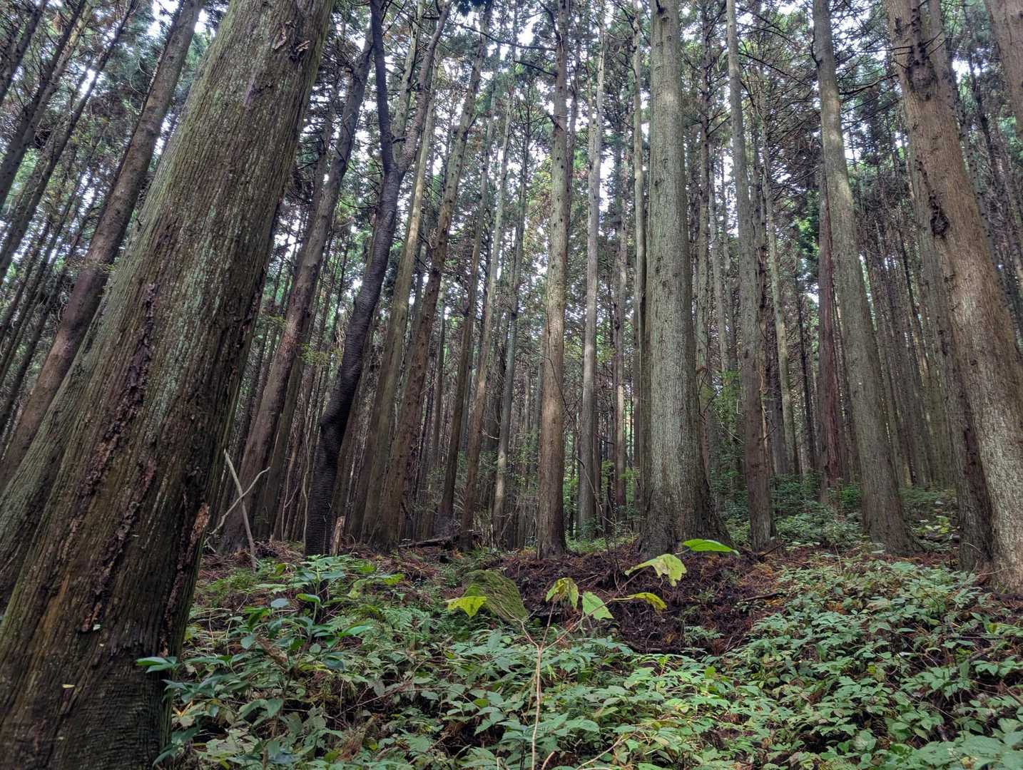 檜の林を登って行きます