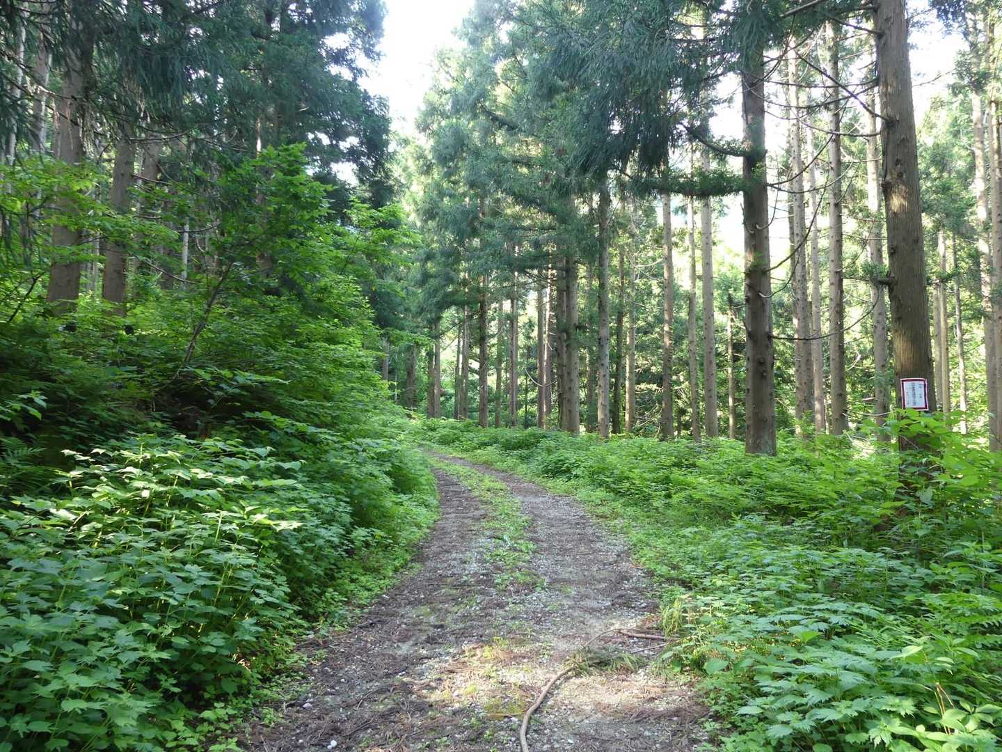 最初は林道歩き　しばらくずっと
