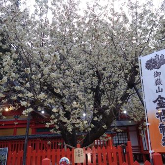 金峰山（日本百名山）御嶽古道〜八幡尾根 / Amarilloの登山データ