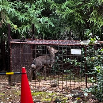 下山道を探してると
あら小鹿が捕まってた