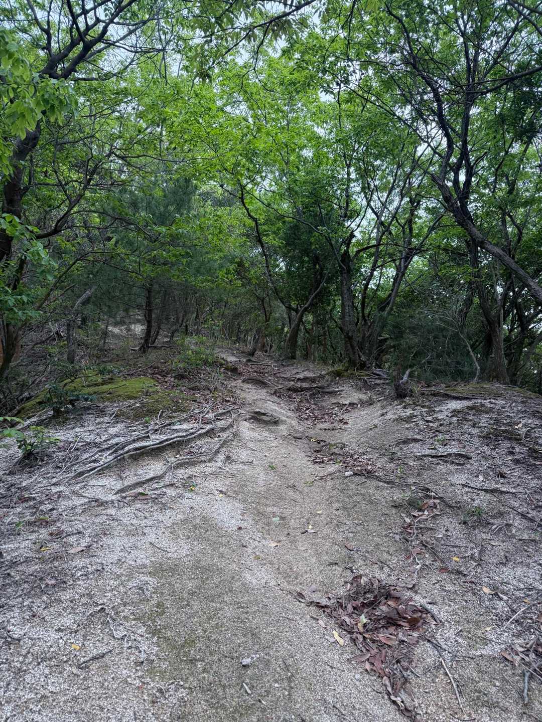 急登多い💦