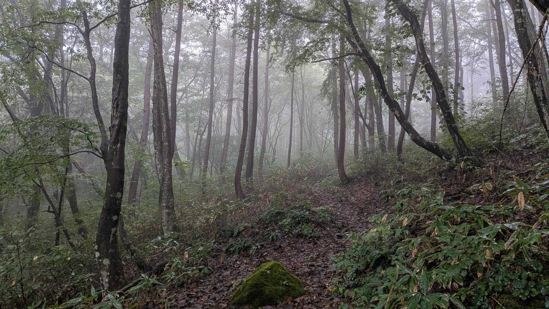 霧の森