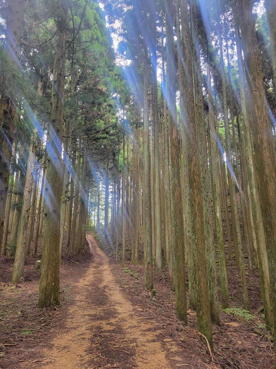 原バス停-愛宕山 往復コースの写真