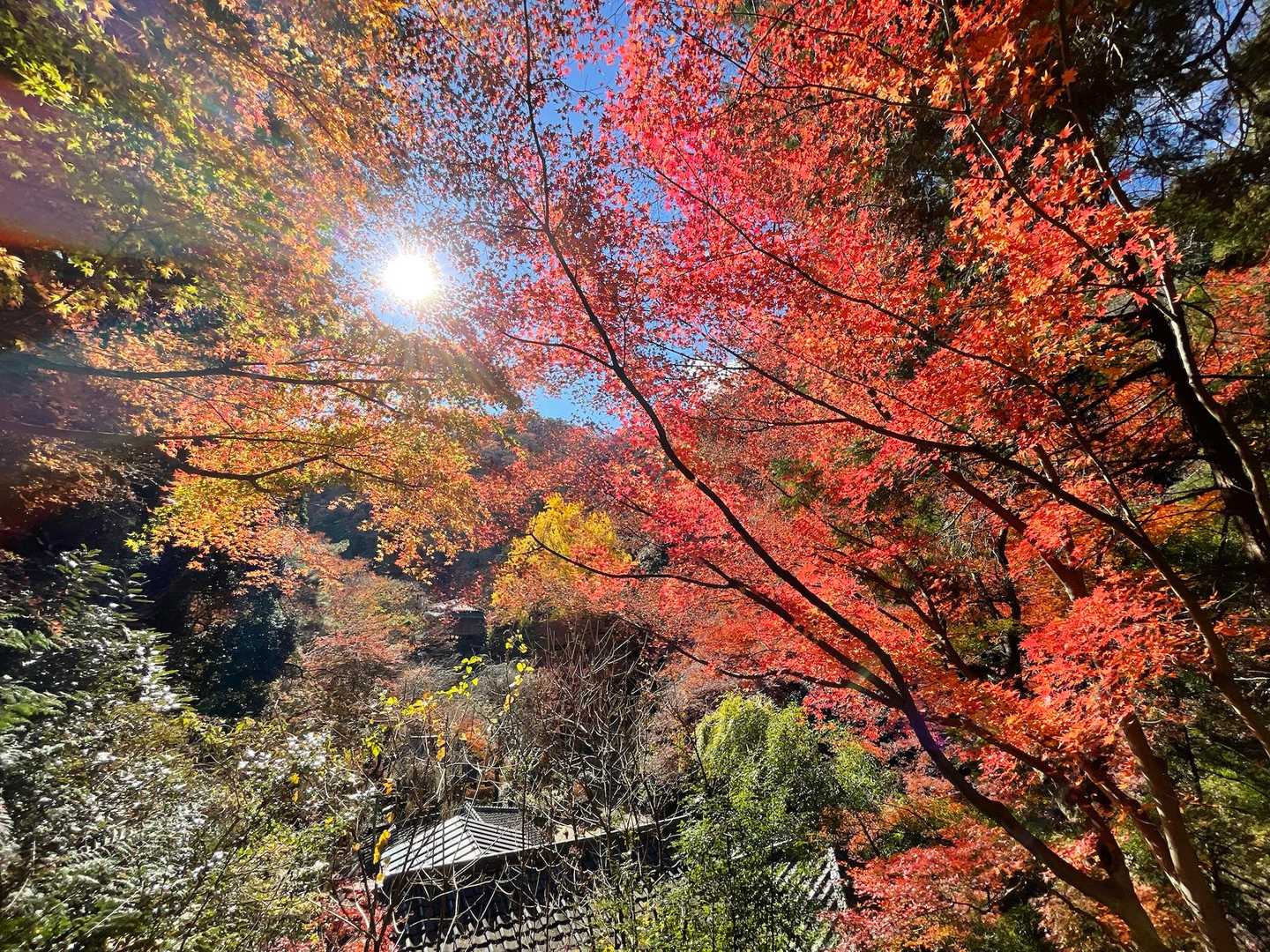 それにしても最後の🍁満喫
こんな素敵なところが地元にあるのって嬉しい☺️