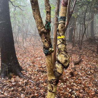 的山東峰に気付かず通過したので戻る
ピークではない所、いっぱいプレート付けた後が有るけど、無くなったかなと思ったが