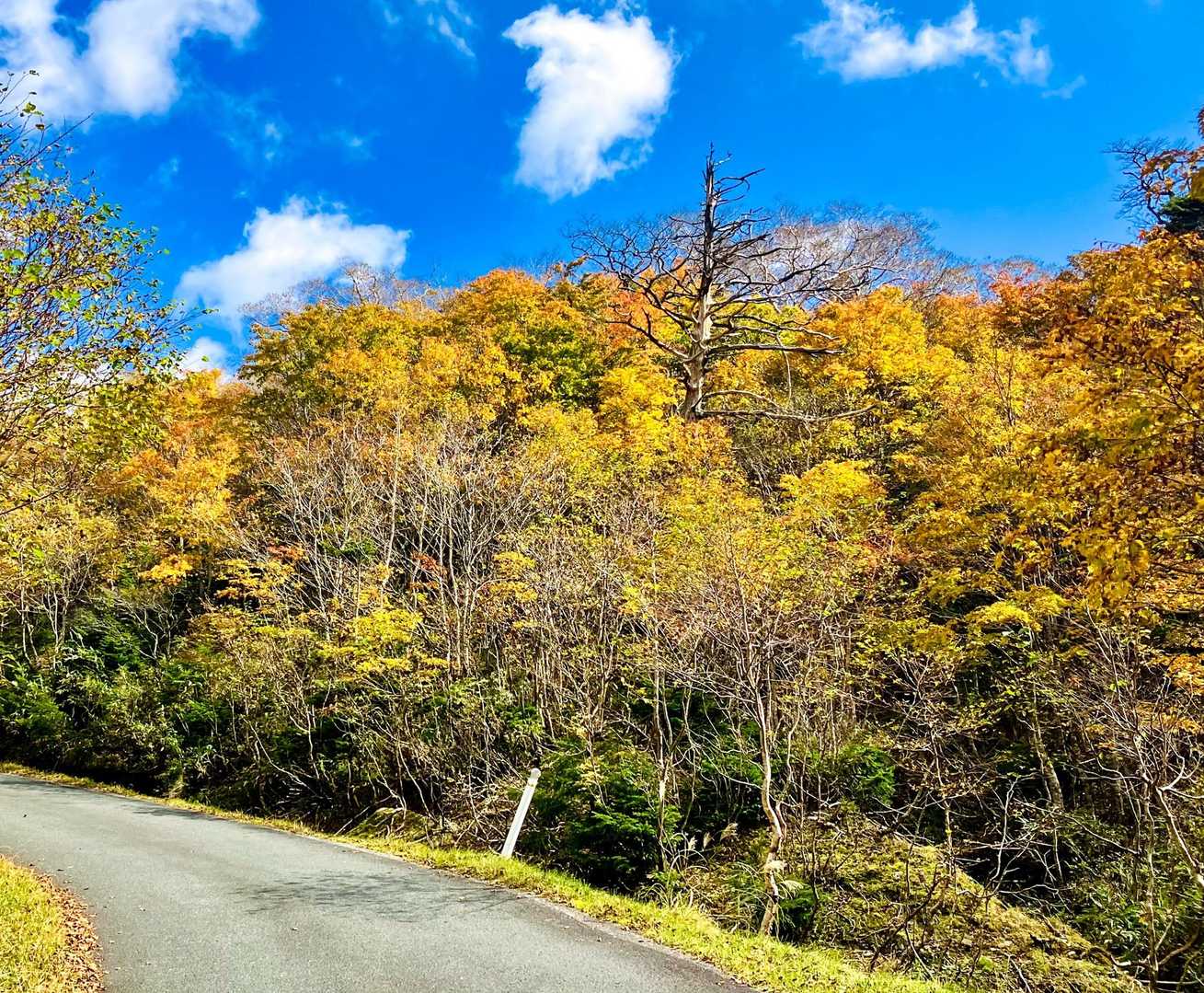 あら綺麗。紅葉を見ながら歩く。
にしても長い。