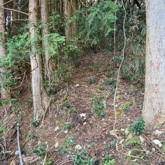 踏み跡らしきものがある