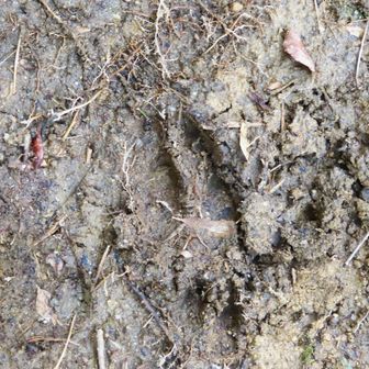 居てほしくない猪🐗の足跡😥