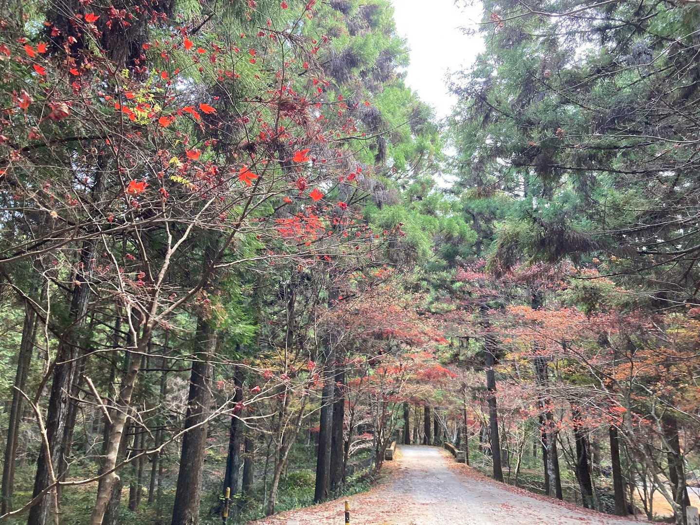 本宮山 往復コースの写真
