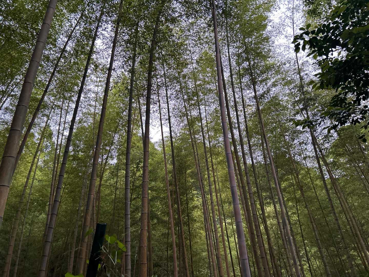 高良大社 往復コースの写真
