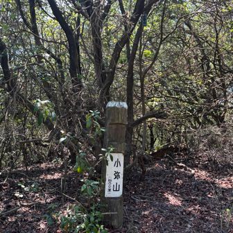 木漏れ日が多くて夏の低山にしてはマシだと思うのですが、、、