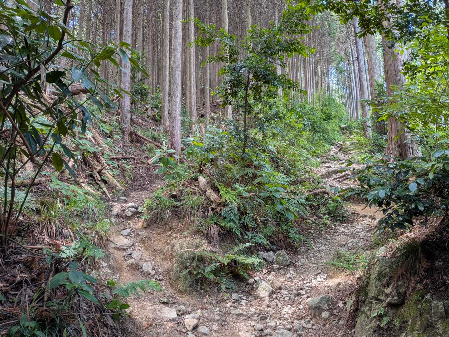 登りは右で下山は左から
(右はちょっと遠回りだけど歩きやすい、左はザレた急斜面でキツかった😅)