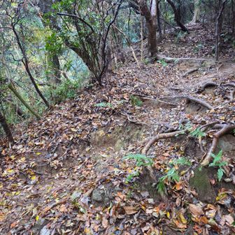 いきなりの急登