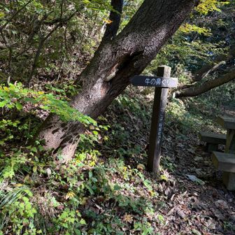 ルートを外れて登ってみましたが、メインルートに合流
この先も、ルート以外の散策？踏み跡が多数
本当に良く歩かれてるんだなー