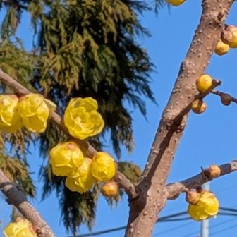 臨時🅿️に戻る途中､思いがけず､蝋梅💛  ̖́-
ラッキー✌️