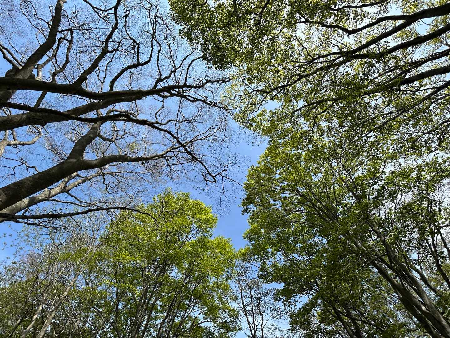 見上げれば青空🩵