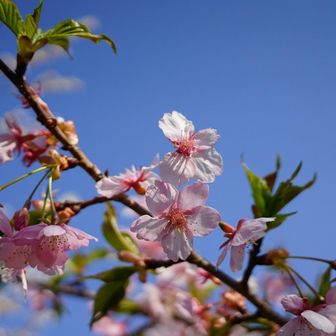 早咲きの桜がありました
