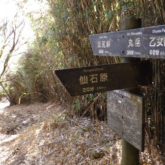 長尾峠で仙石原方面へ下る。