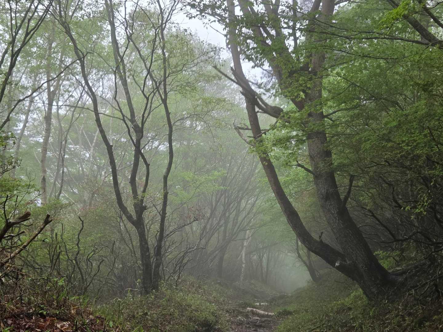 登山道はガスってしっとり幻想的