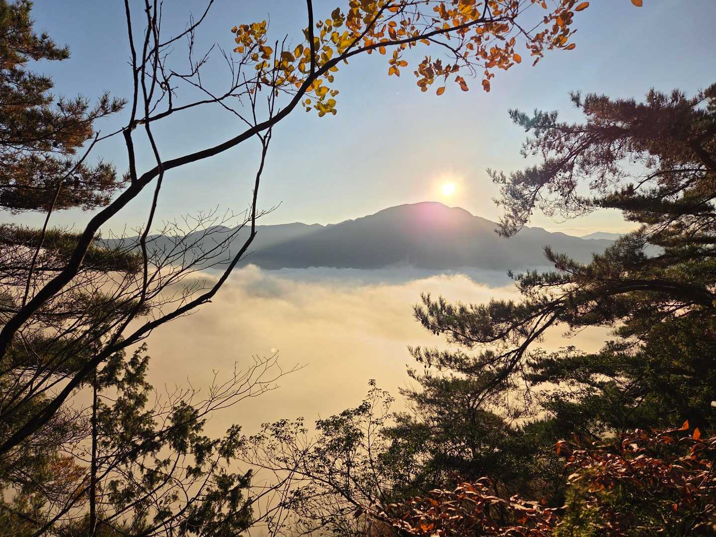 雲海が朝日で染まります✨