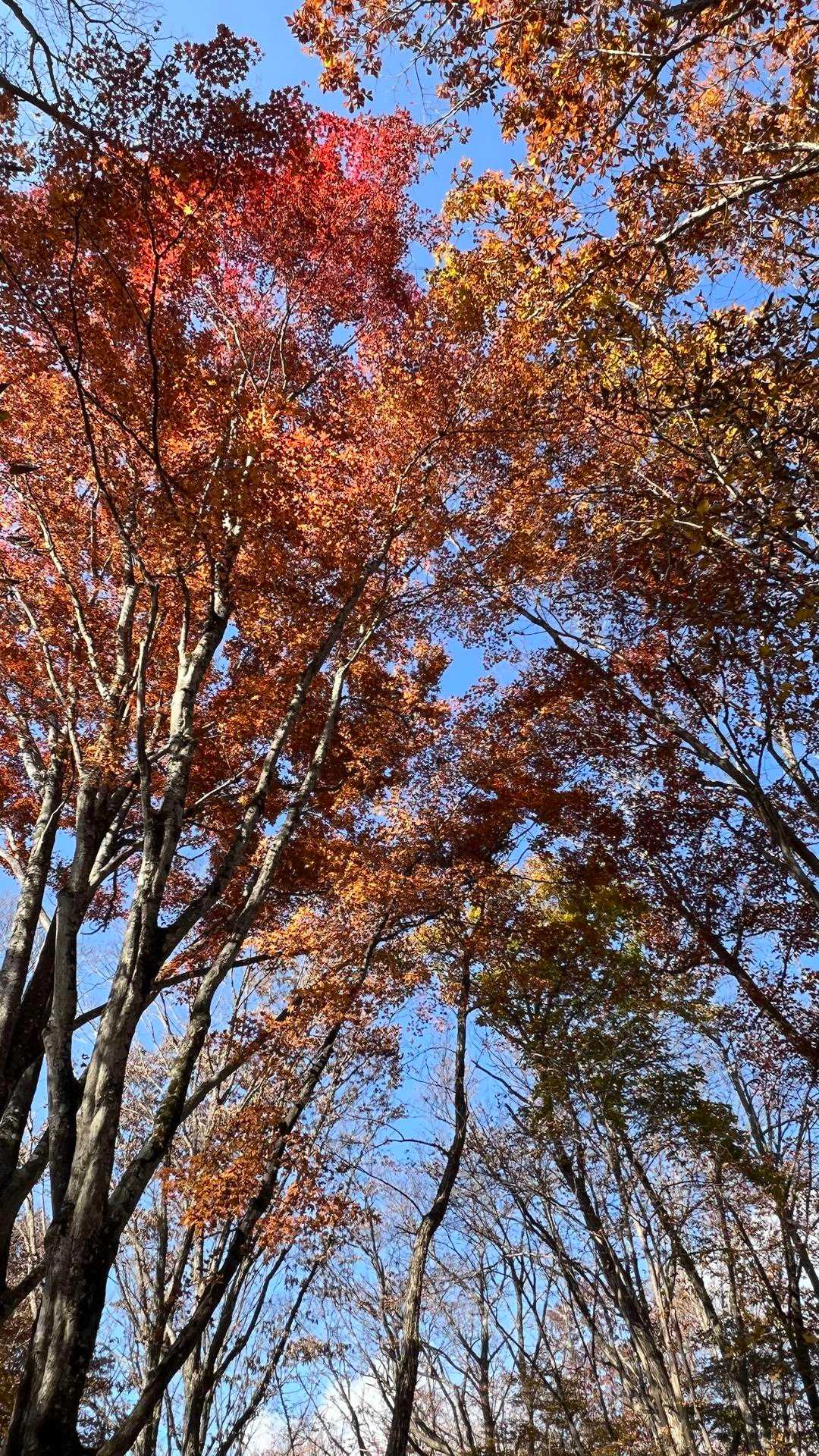 鶴峠-奈良倉山-牛ノ寝・大菩薩峠登山口-松姫峠-鶴寝山 往復コースの写真