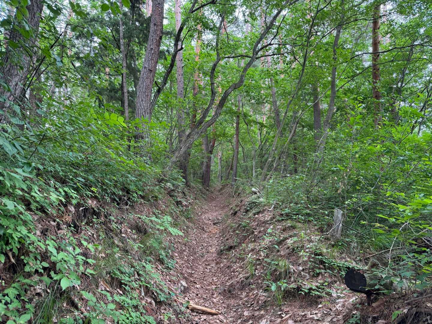 頼朝山から先は石とか無く歩き易く走り易い道です
