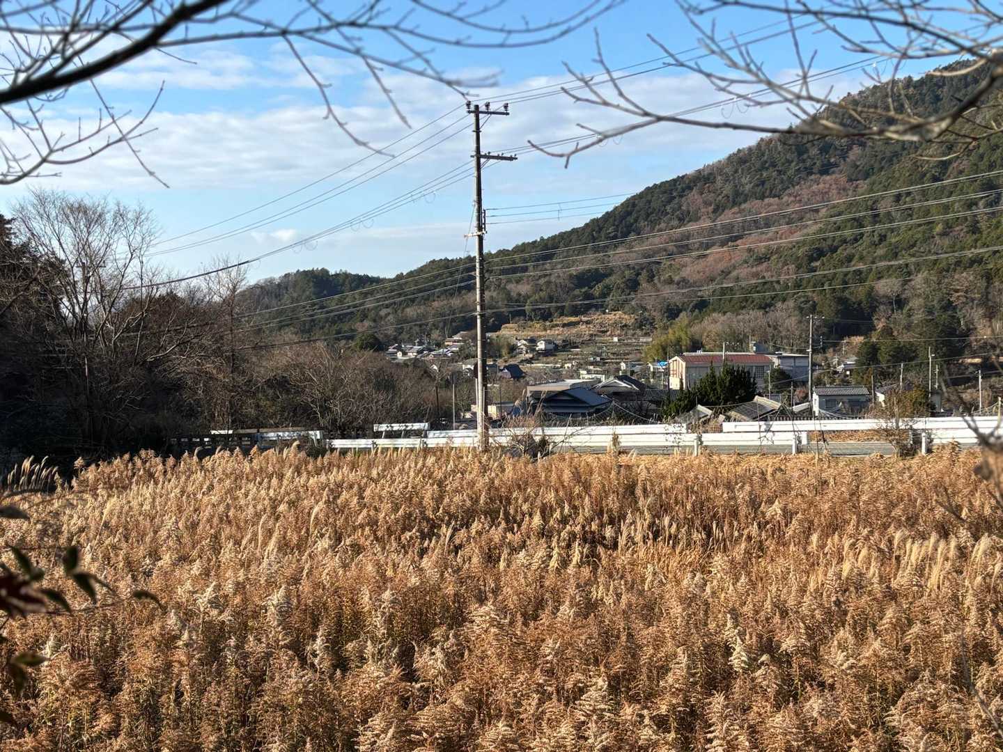 セイタカアワダチソウが金色に光ってたのですが、伝わらない〜