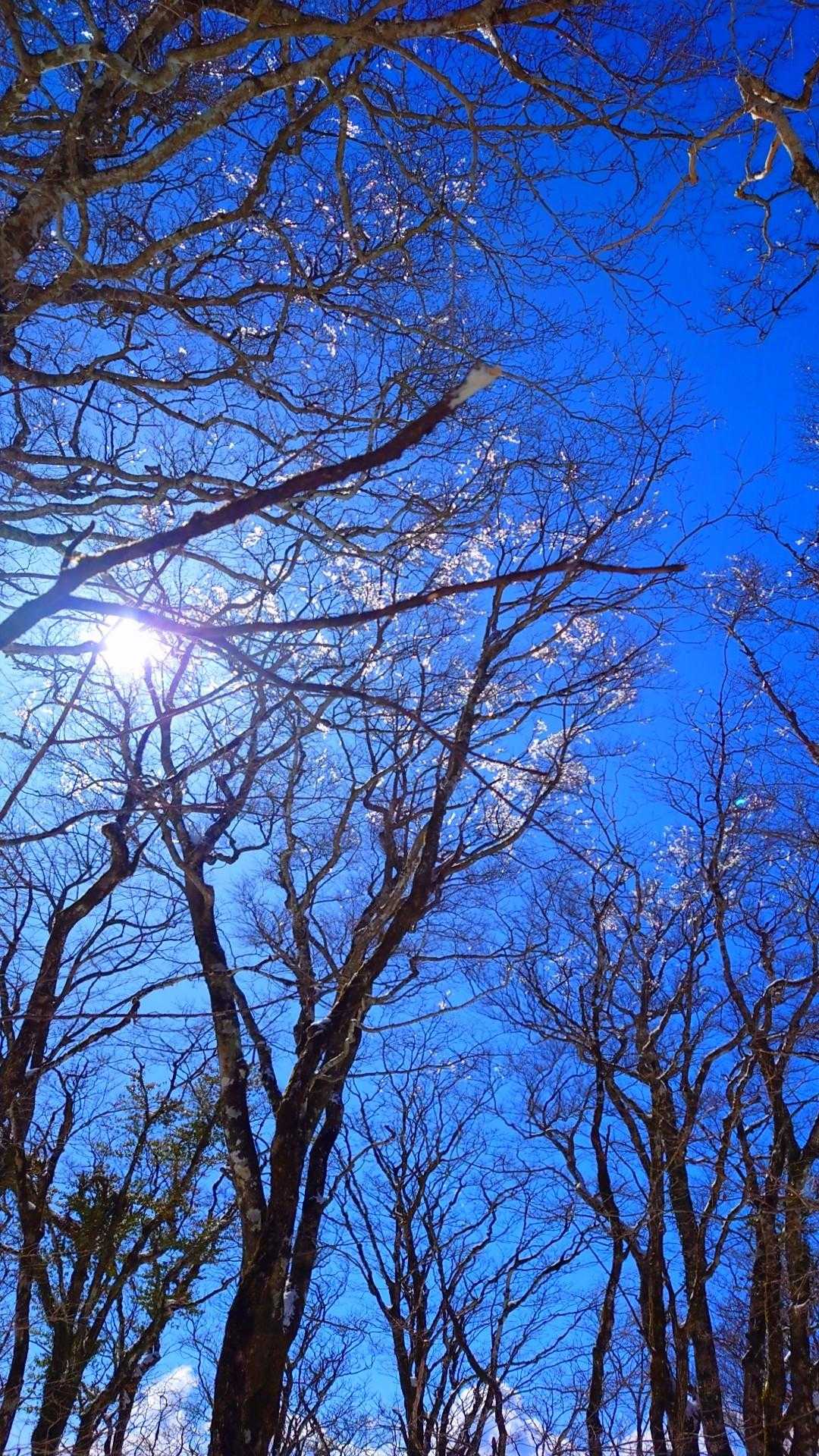 上の方の、木の枝に氷がついてて、風が吹くとシャリンシャリンと風鈴のように鳴る。耳福よ♥