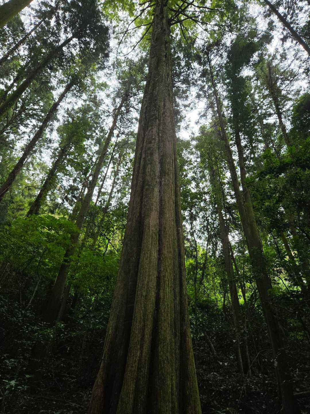 鞍手登山口-妙見山登山口-妙見山-六ヶ岳 周回コースの写真