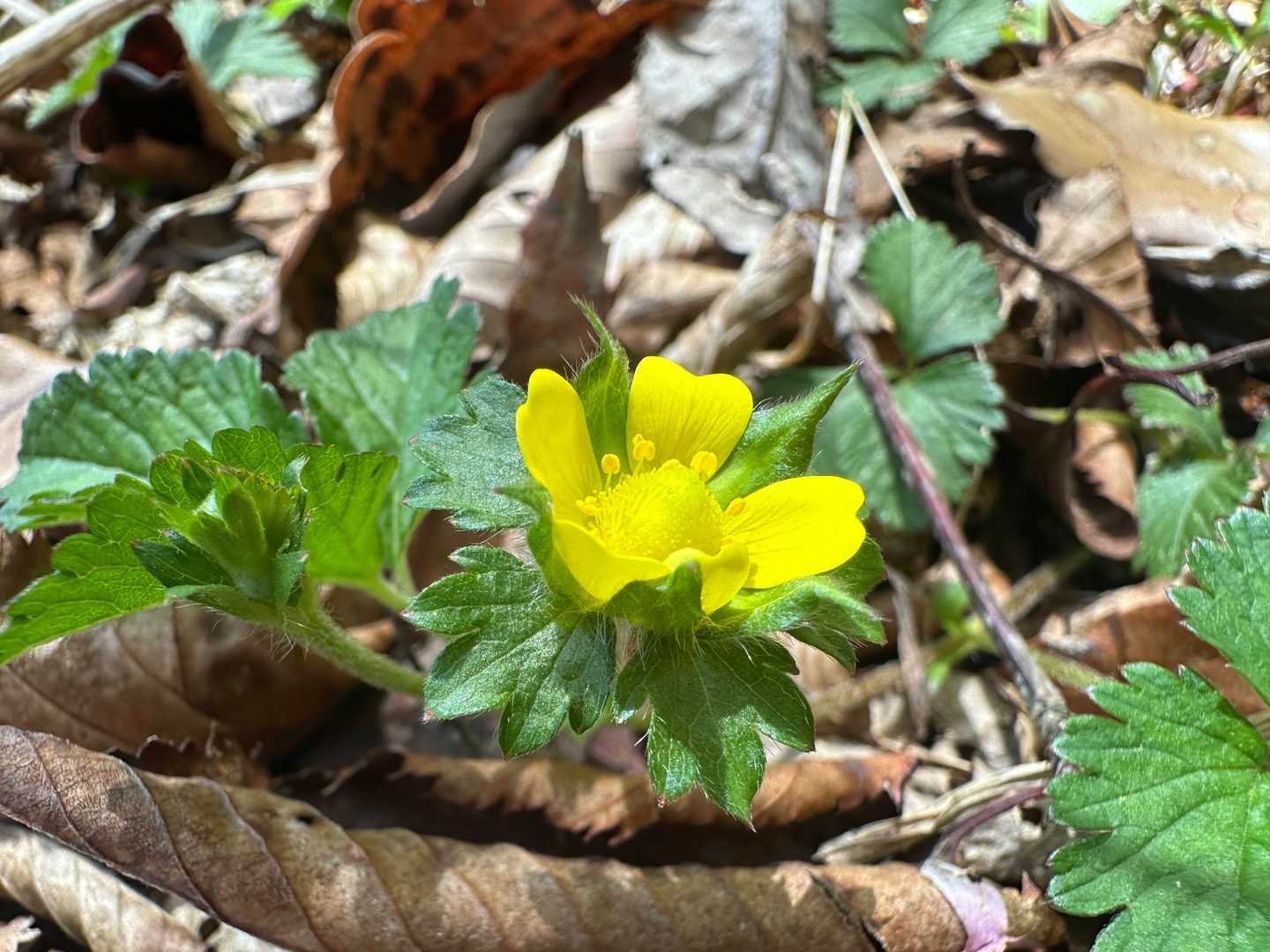 ベビイチゴ🌻