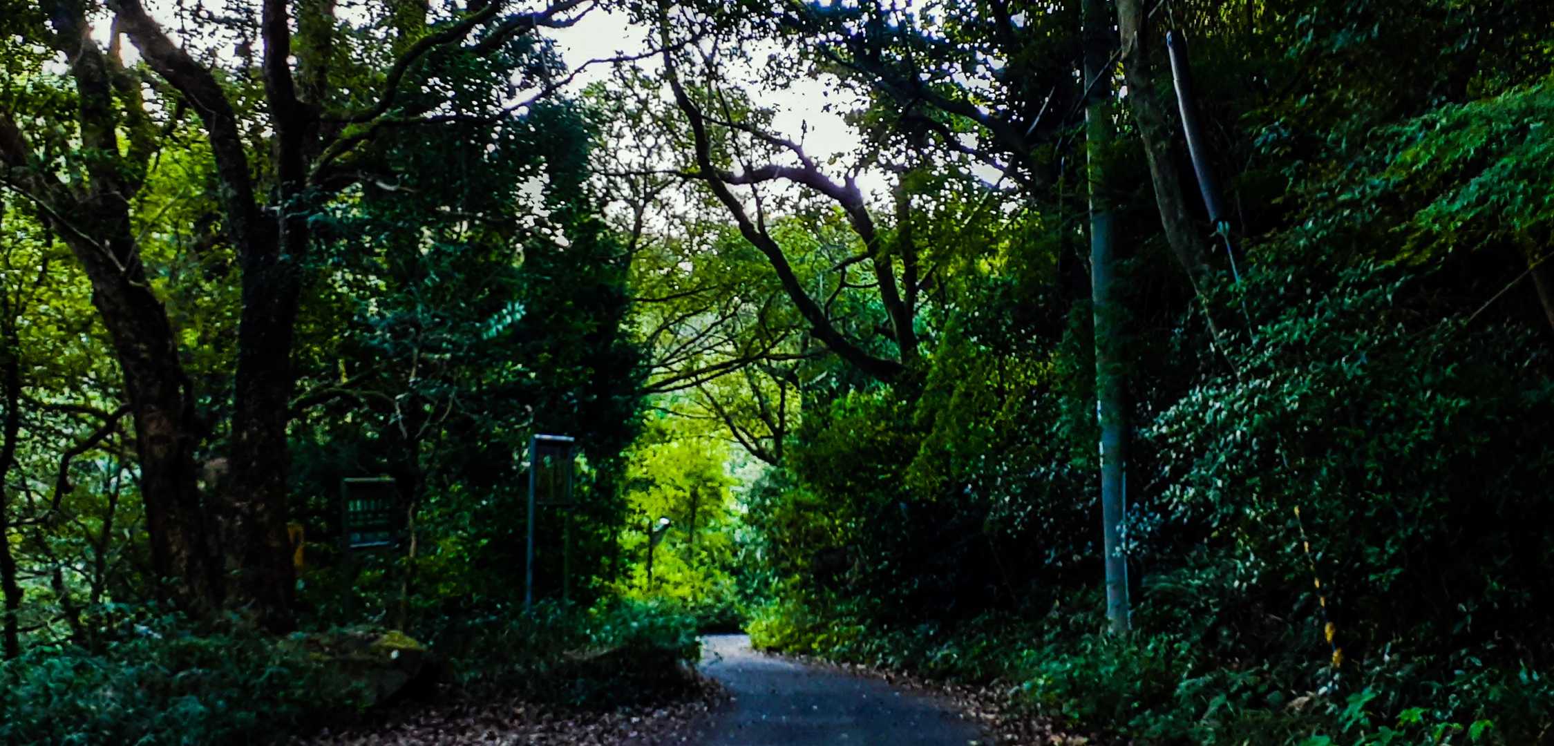 鵯越駅-菊水山 往復コースの写真