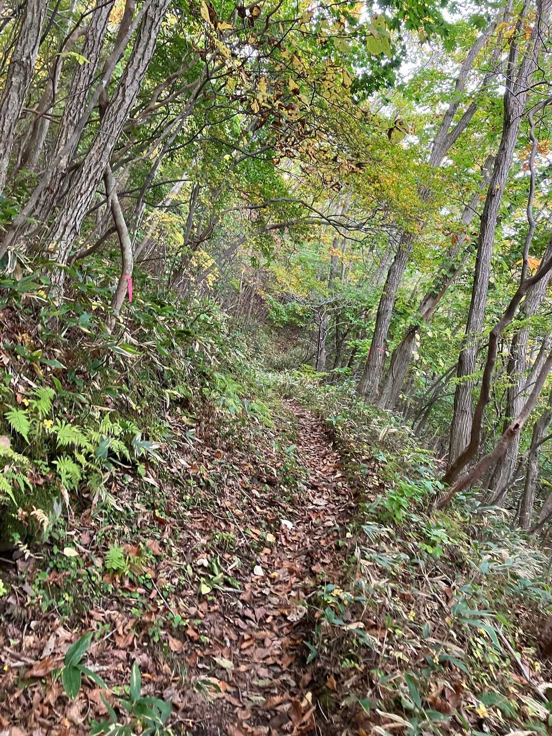 落ち葉🍂がいい感じでクッション道に